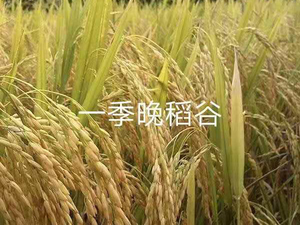一季晚稻谷
