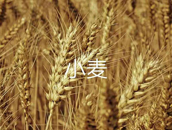 小麦